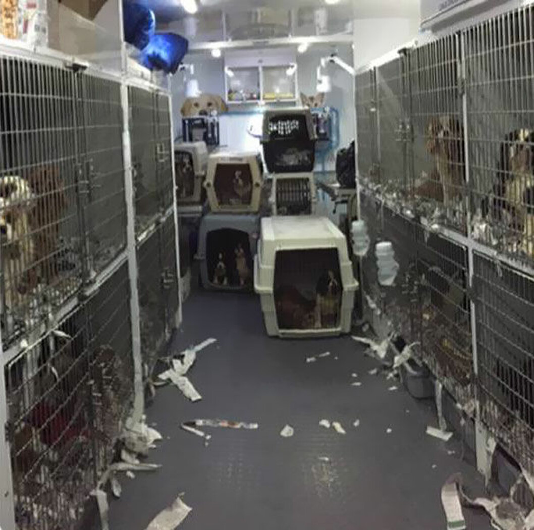 Källa: <a href="http://www.cavalierrescueusa.org/" target="_blank">Cavalier Rescue</a> puppy