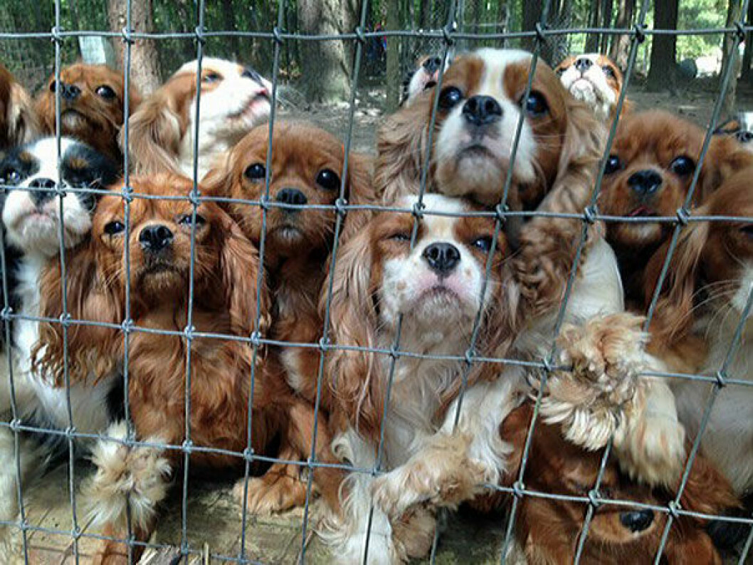 Källa: <a href="http://www.cavalierrescueusa.org/index.php" target="_blank">Cavalier Rescue</a> puppyrescue