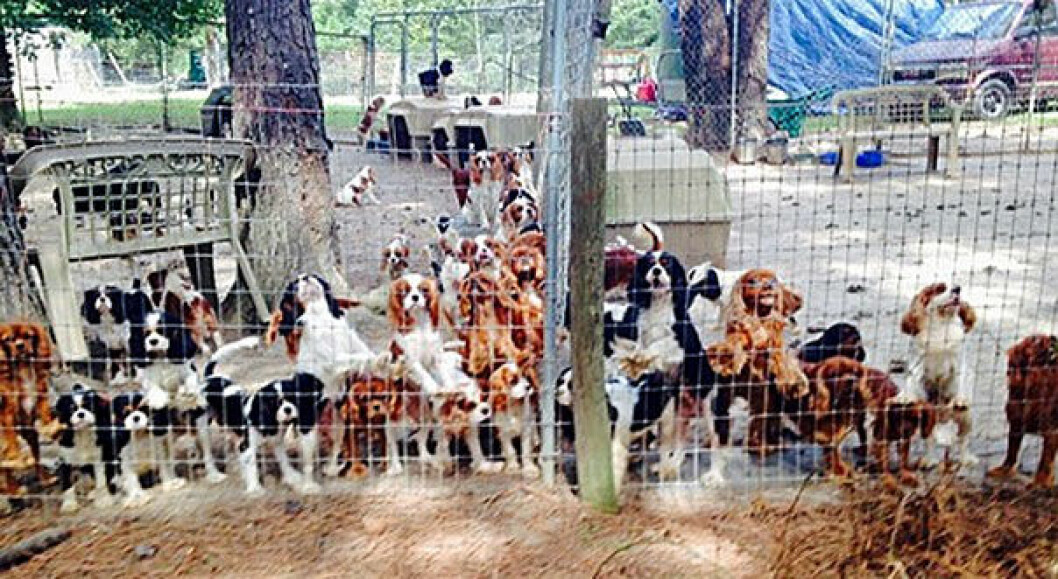 Källa: <a href="http://www.cavalierrescueusa.org/index.php" target="_blank">Cavalier Rescue</a> puppyrescue1