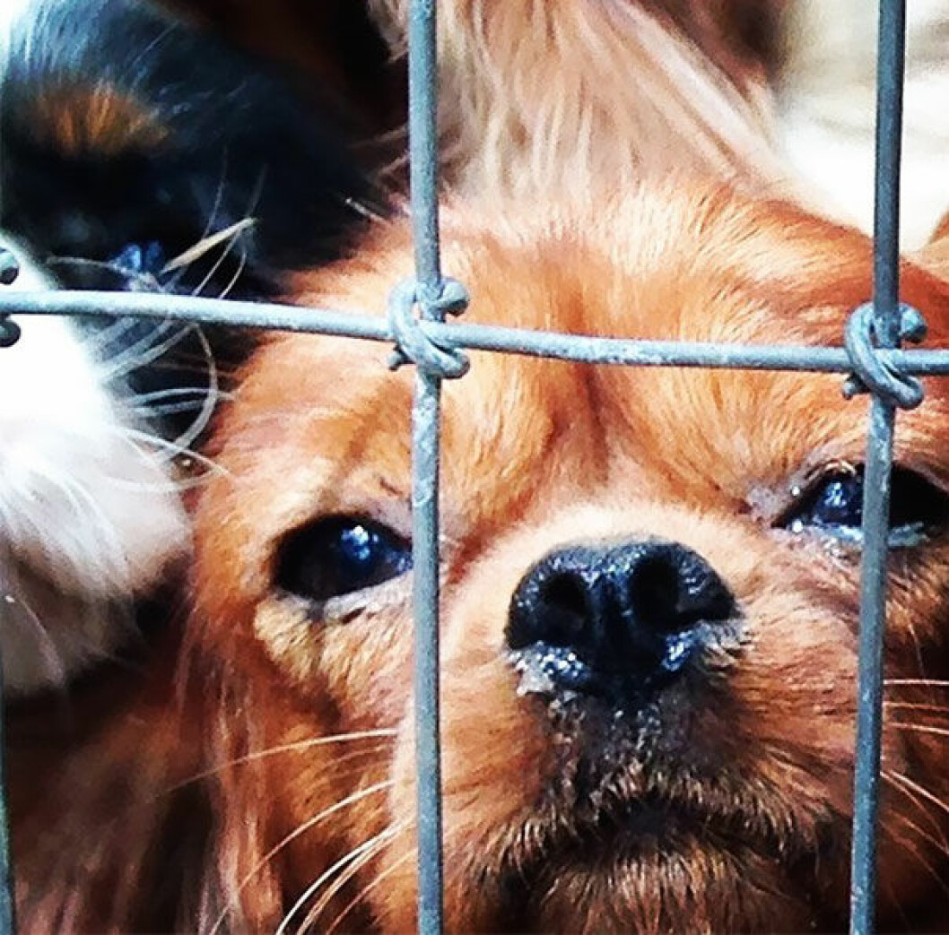 Källa: <a href="http://www.cavalierrescueusa.org/" target="_blank">Cavalier Rescue</a> puppyrescue3