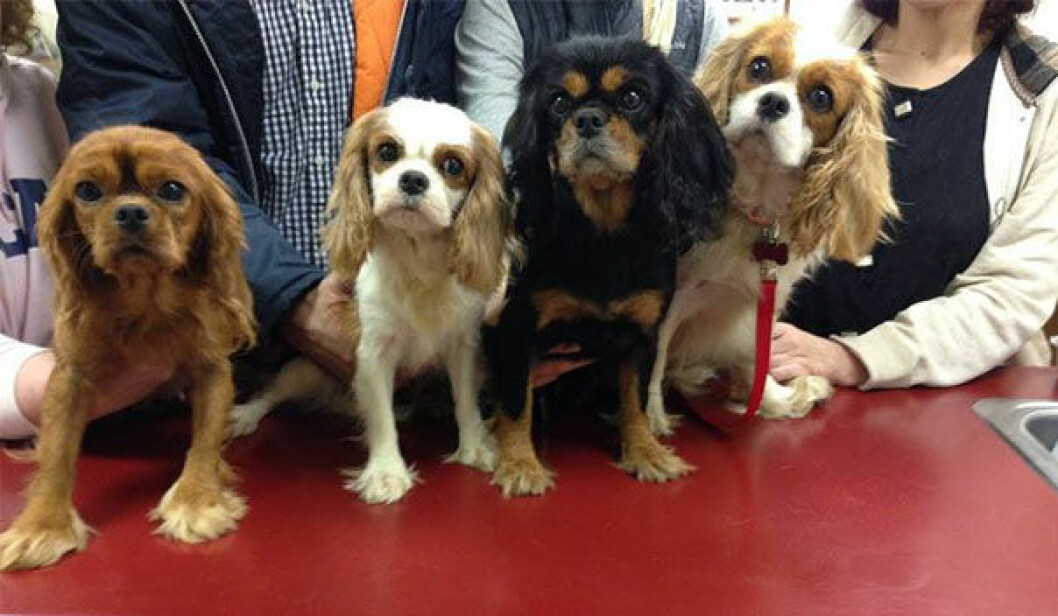 Källa: <a href="http://www.cavalierrescueusa.org/" target="_blank">Cavalier Rescue</a> puppyrescue4
