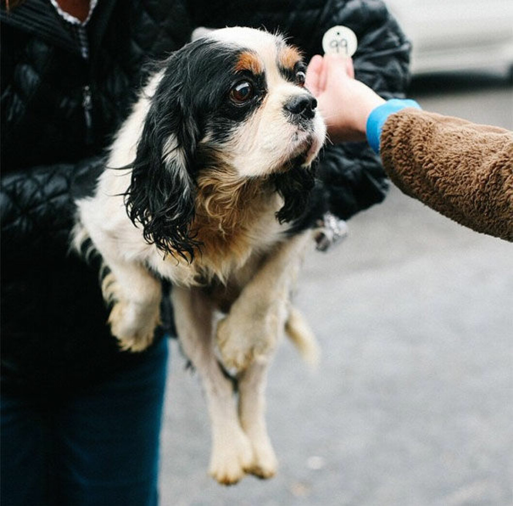 Källa:<a href="http://www.cavalierrescueusa.org/" target="_blank"> Cavalier Rescue</a> puppyrescue7