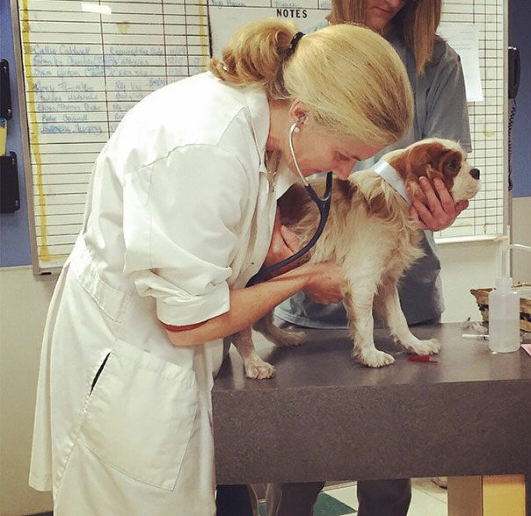 puppyrescue8