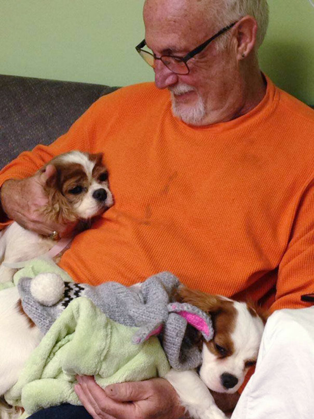 Källa:<a href="http://www.cavalierrescueusa.org/" target="_blank"> Cavalier Rescue</a> puppyrescue9