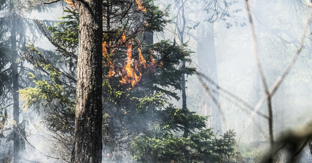 Räddningstjänsten uppger att branden är nu under kontroll. Arkivbild. Skogsbrand i Härjedalen under kontroll