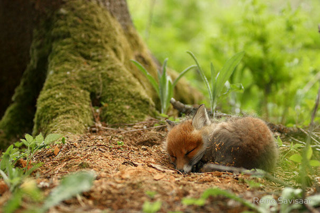 Foto: <a href="http://www.redbubble.com/people/wildphoto/works/6276226-sweet-dreams?ref=work_carousel_work_portfolio_1">Remo Savisaar</a> räv