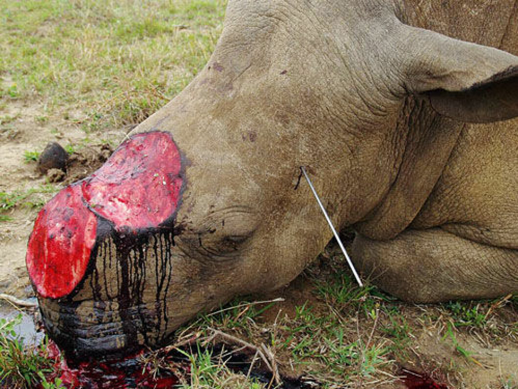 Hornen avlägsas vid roten på ofta levande noshörningar. Via: <a href="http://www.africa-wildlife-detective.com/rhino-poaching.html" target="_blank" rel="noopener">Africa Wildlife Detective</a> Via: africa-wildlife-detective.com