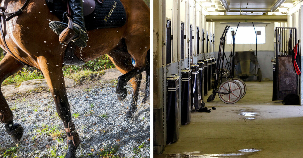 Ridsportförbundet lade ned utredningen kring landslagsryttarens sexövergrepp.