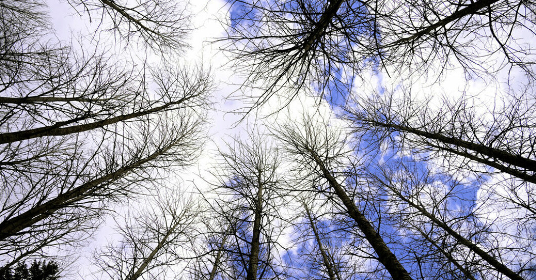 Riksrevisionen ska för första gången granska hur väl staten förvaltar nationalparker och naturreservat. Arkivbild. Förvaltningen av skyddad natur granskas