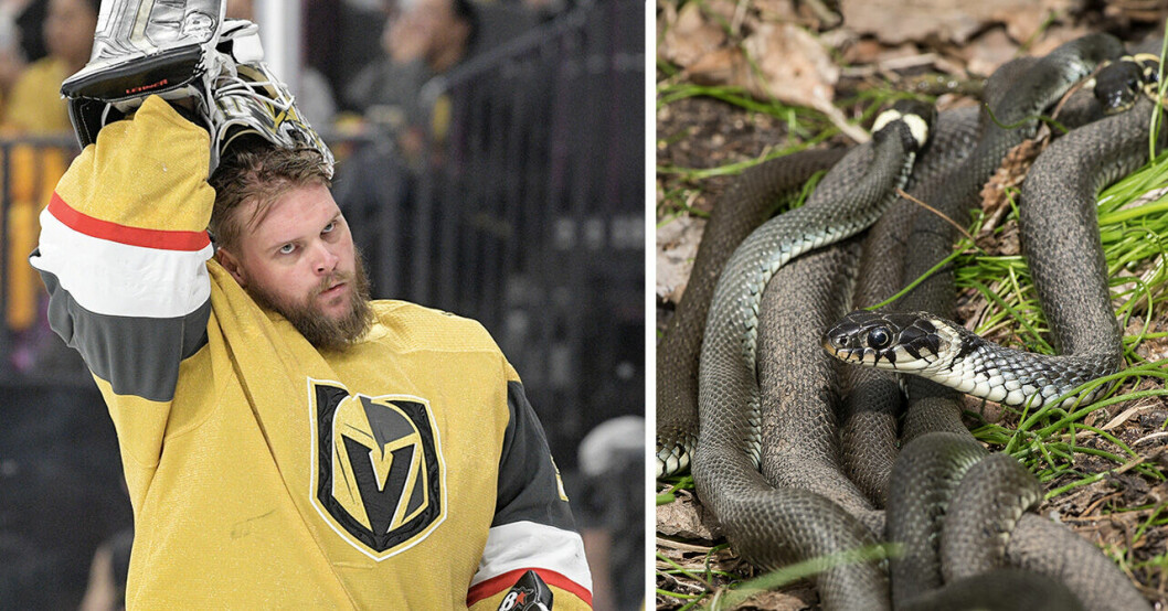 Robin Lehner och flera ormar.