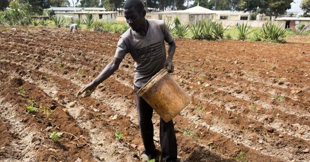 Roodymanche Lomane planterar potatis i sitt grönsaksland i Oriani i Haiti. En kraftig El Niño kan innebära torka i Karibiska havet och delar av Sydamerika. Arkivbild. Världen blöder pengar flera år efter El Niño