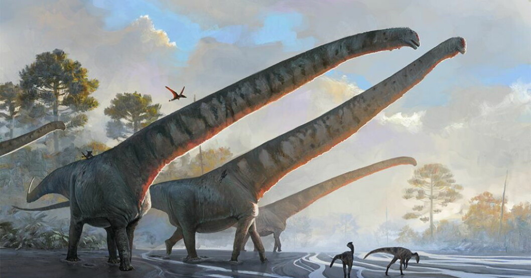 Så här föreställs Mamenchisaurus sinocanadorum ha sett ut. Pressbild. Här är dinosaurien med rekordlång hals