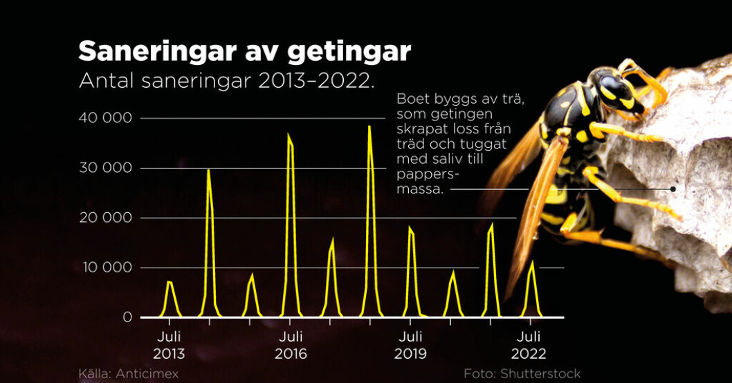 Så många getingbon sanerade Anticimex 2013–2022. Mycket färre getingbon – väcker oro
