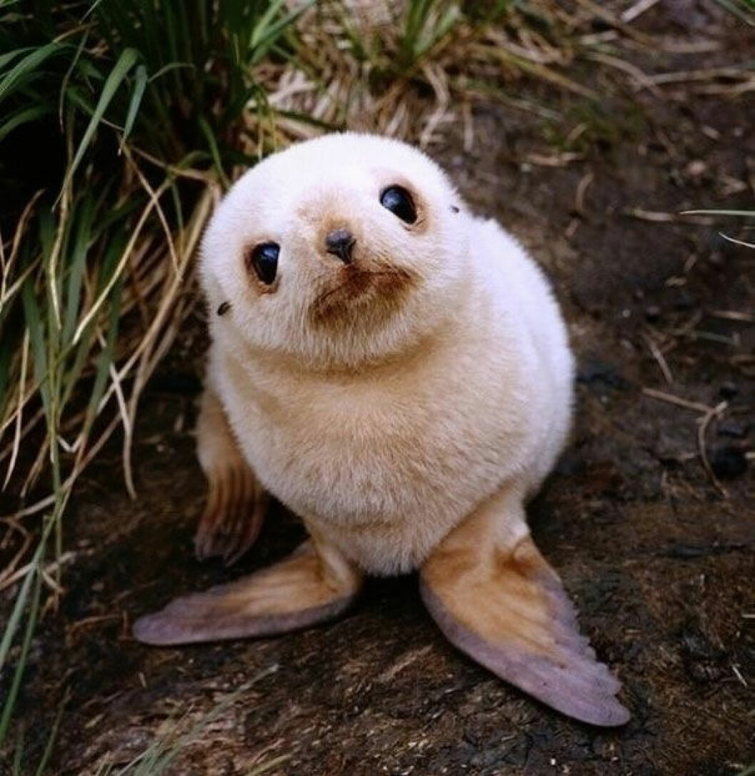 Foto: <a href="http://imgur.com/bsFJm">Imgur.com</a> säl