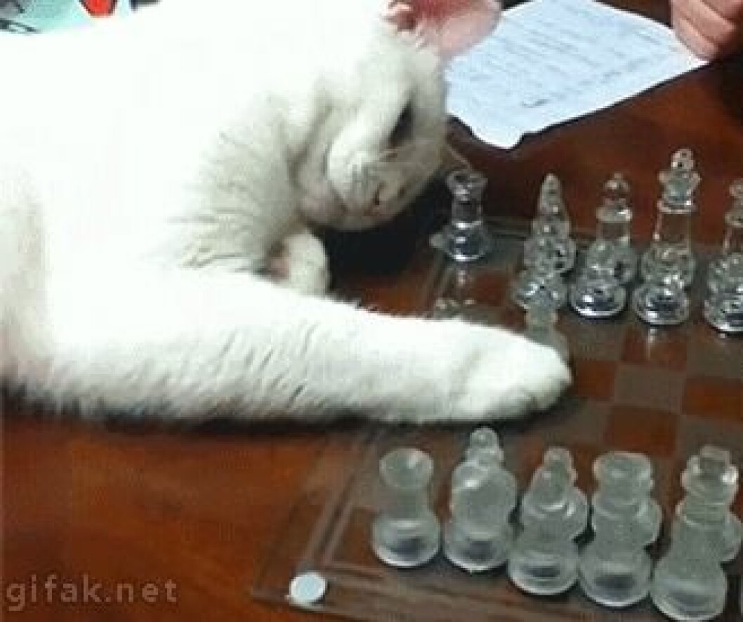Via: <a href="http://giphy.com/gifs/cat-playing-chess-nfwYmh4d5CbAs">Giphy</a> schack