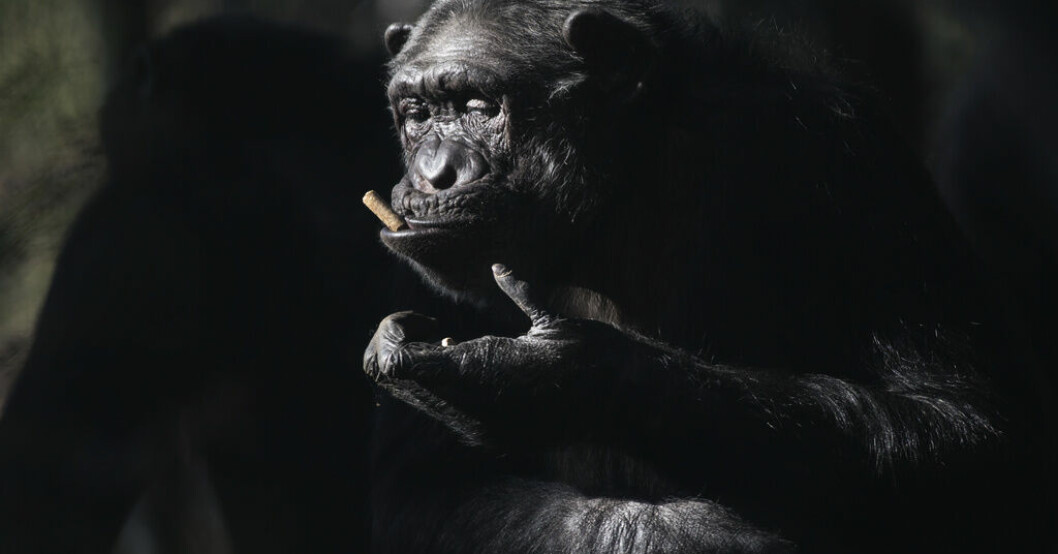 Schimpanser ger ledtrådar om mänskligt språk