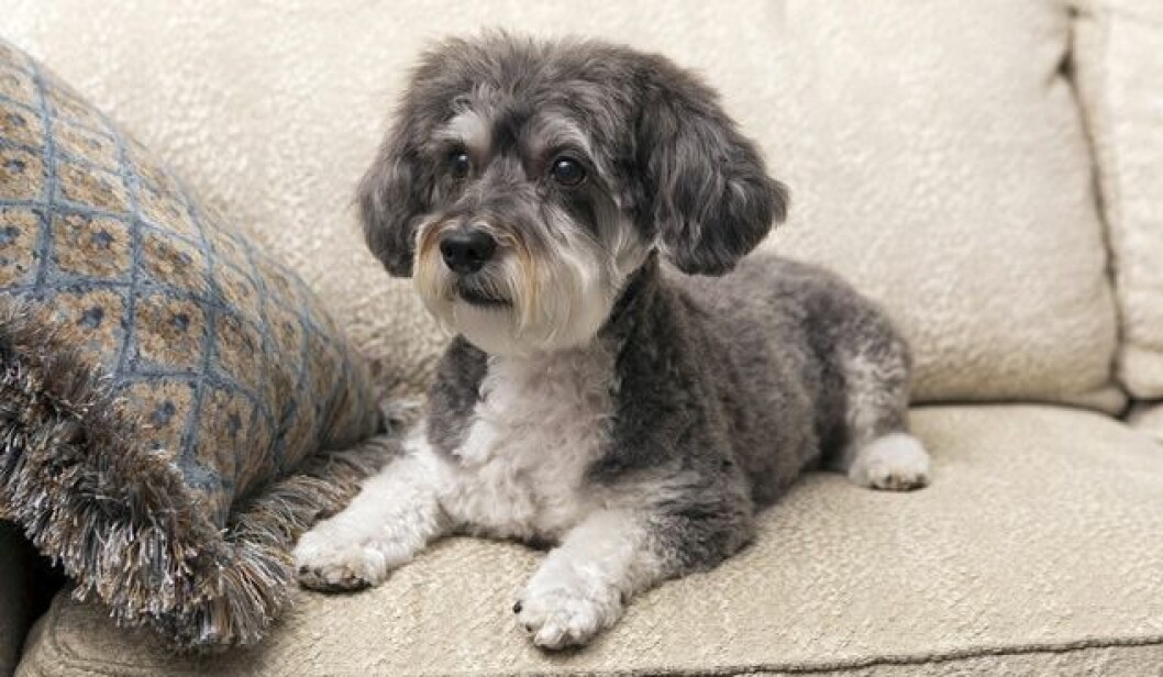 schnoodle