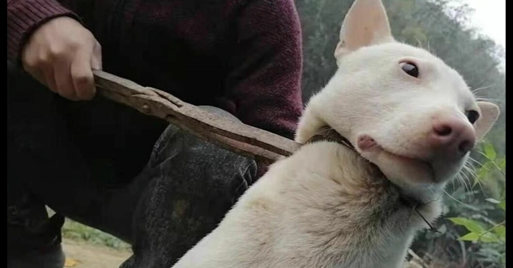 Slaktarna använder klämmor för att fånga in hundarna. Hund fångas in