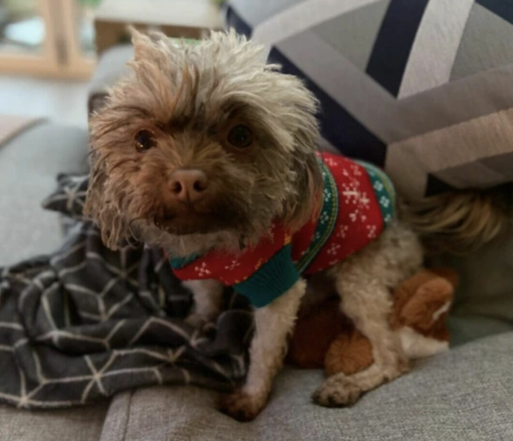 Hunden Björn blev kidnappad i fem veckor.