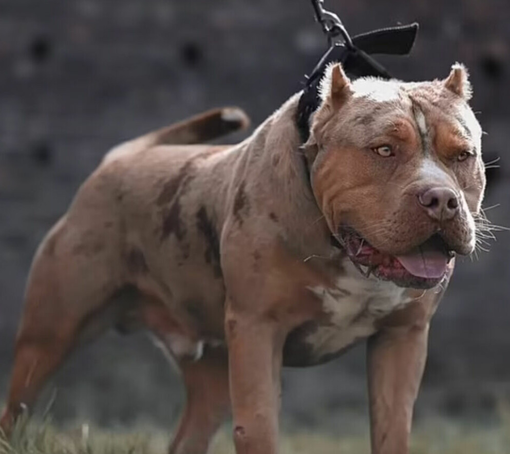 Hunden ”Cookie”. Den avlivades sedan av veterinär efter attacken.