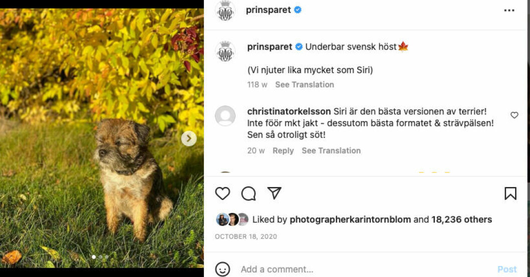 Prinsparet har delat med sig av en bild på sin hund. Prinsparet har delat med sig av en bild på sin hund.