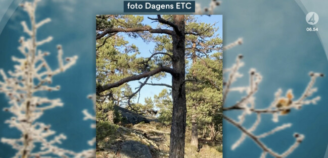 Dagens ETC fångade mufflonfåren på bild. Mufflonfår.