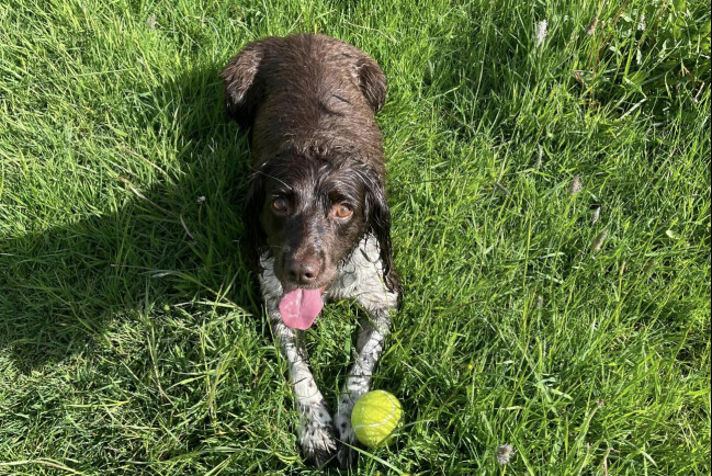 Polisens huvudteori är att tvåbarnsmamman har trillat i floden när hon försökte plocka upp hunden Willows boll. Familjens hund Willow ligger med en boll framför sig och tungan ute.