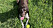Nicolas hund Willow med en gul framför sig i gräset.
