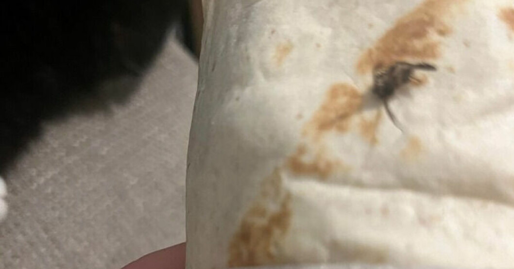 I kycklingwrapen från McDonalds låg det en stekt fluga, eller mal.