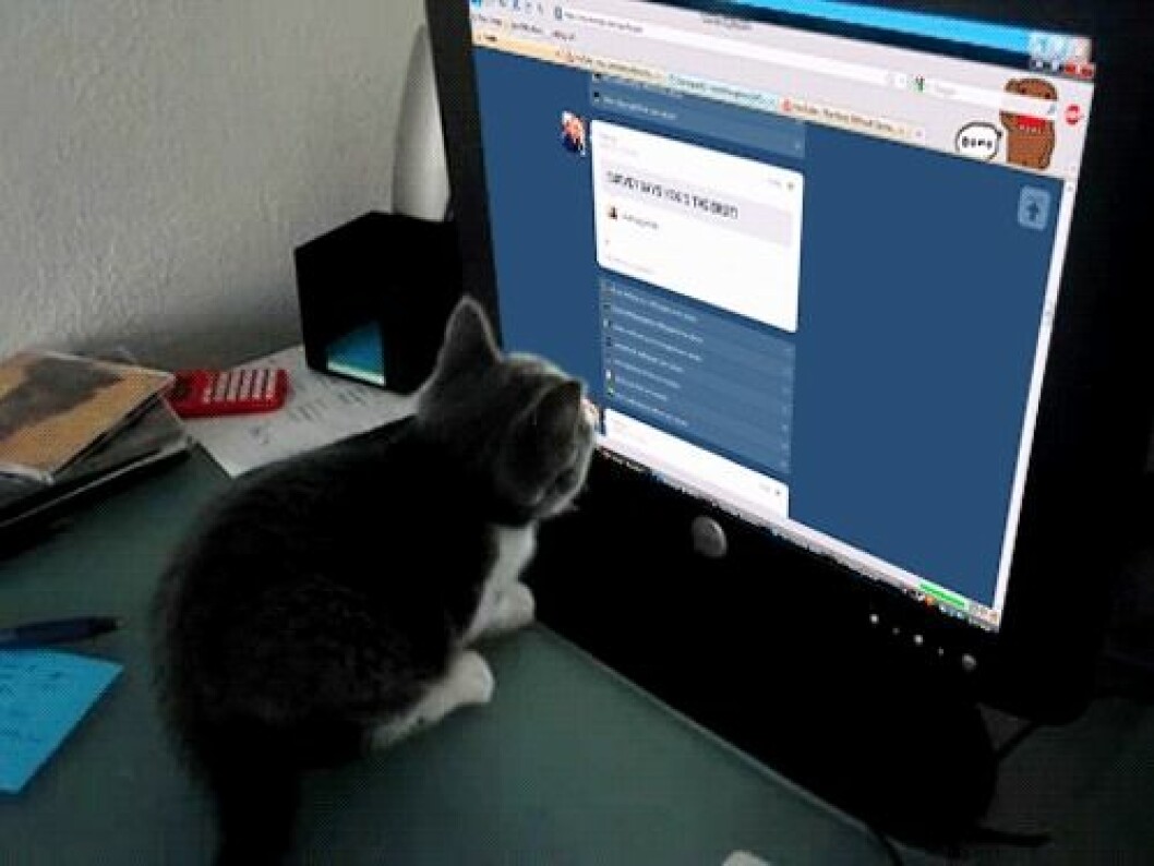 Via: <a href="http://giphy.com/gifs/cat-funny-cute-d6headfbRvPkA" target="_blank">Giphy</a> scrolling