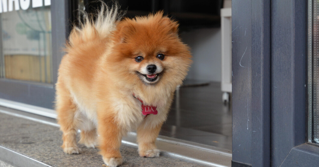 Så här ser en Pomeranian ut med en bra och välvårdad päls.
