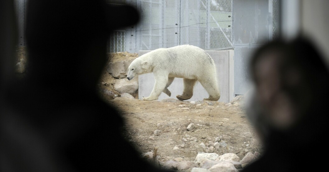 En av isbjörnarna på Orsa rovdjurspark.