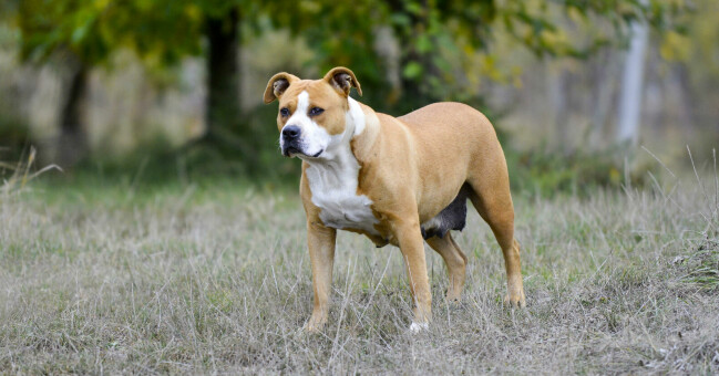 En amstaff ute i naturen. Hunden på bilden har ingenting med händelsen att göra. En amstaff i naturen.