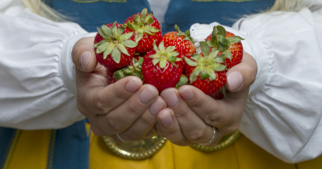 Priset på jordgubbar skenar och flera kan bli utan det populära bäret på midsommar. Jordgubbar