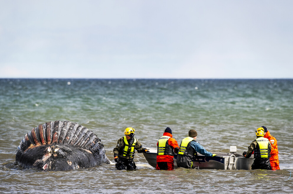 Knölvalen på Öland. Knölvalen på Öland