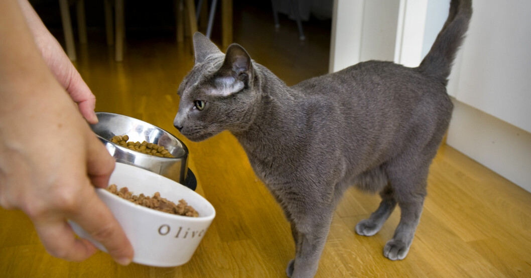 Vad blir det för mat när katten själv får välja?