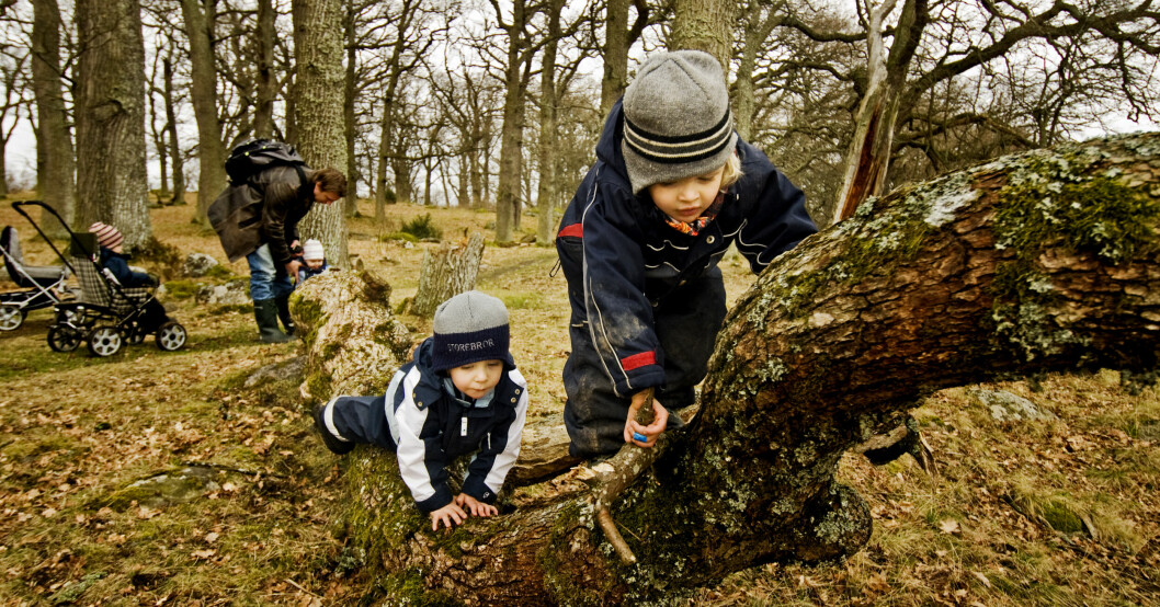 Barn klättrar på en trädgren