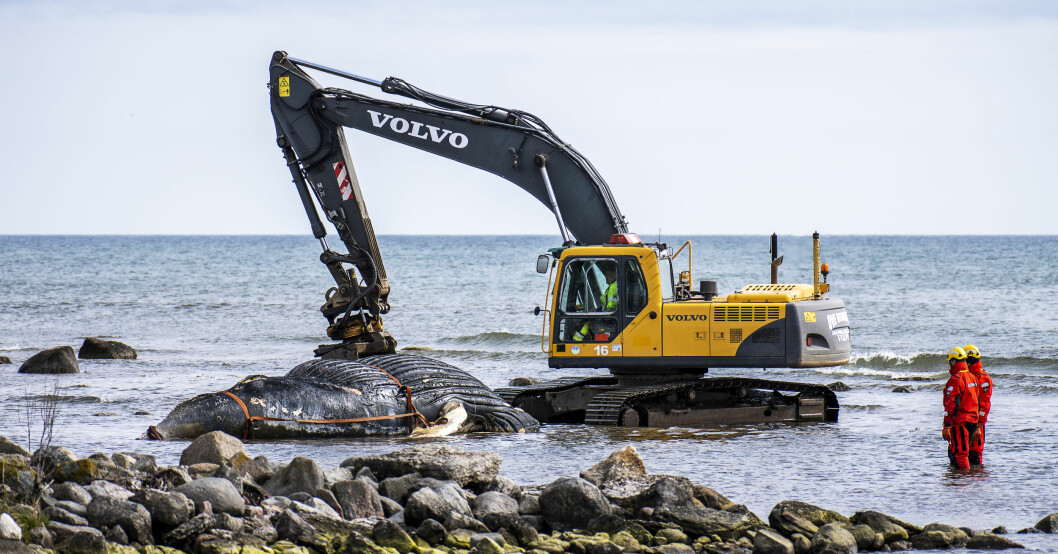 Grävmaskin lyfter knölvalen på Öland. Grävmaskin lyfter knölvalen på Öland.