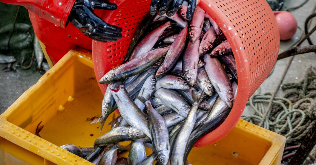 Fångsten av skarpsill vid Bohuskusten har varit dålig under hösten. Sill