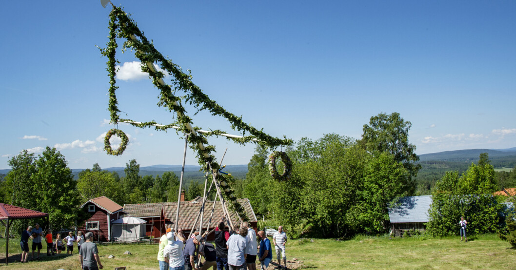 Midsommar-veteraner lyfter vant och troget upp midsommarstången. Midsommarkrans