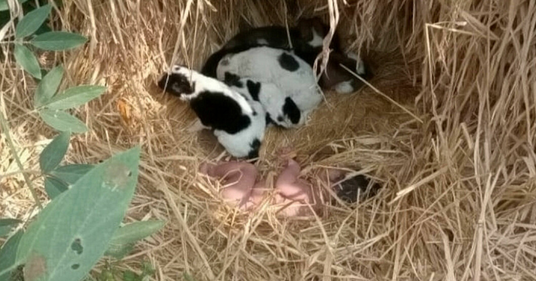 Den nyfödda bebisen, som fått namnet Akanskha, hittades nyligen på en åker i delstaten Chattisgarh, Indien. Akanksha med valparna