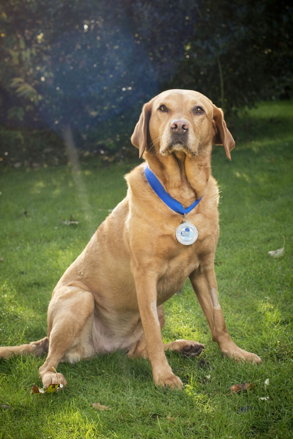 Spårhunden Daisy är en av alla hundar som Claire Guest har till sitt förfogande. Spårhunden Daisy