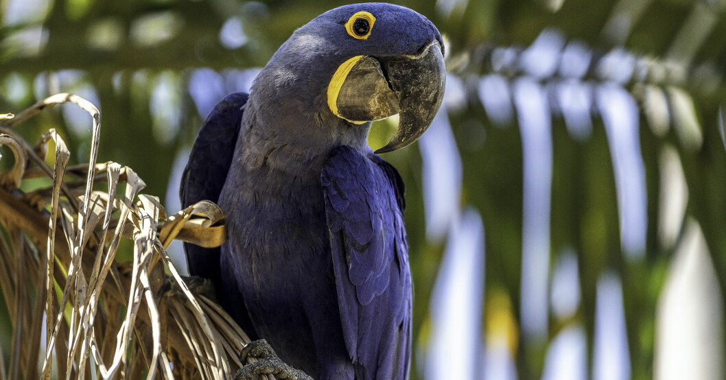 Hyacintaran är världens största papegoja och bor i Sydamerika, främst i södra Brasilien.