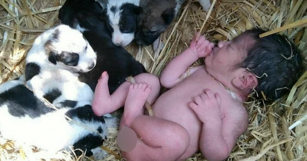 Hade det inte varit för hundvalparna hade Akanskha förmodligen inte klarat sig. Akanskha