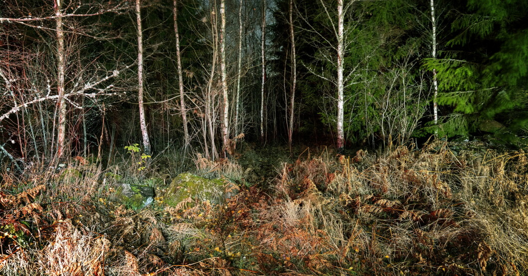 Skogen i Nye, sydost om Vetlanda, där Toves kropp hittades. Skogen i Nye, sydost om Vetlanda, där Toves kropp hittades.