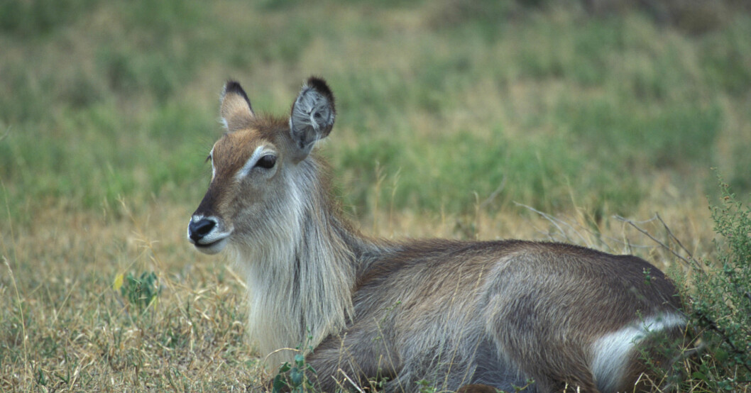 Så här ser en vattenbock ut i sitt vilda habitat. De lever i södra Afrika. Så här ser en vattenbock ut i sitt vilda habitat. De lever i södra Afrika.