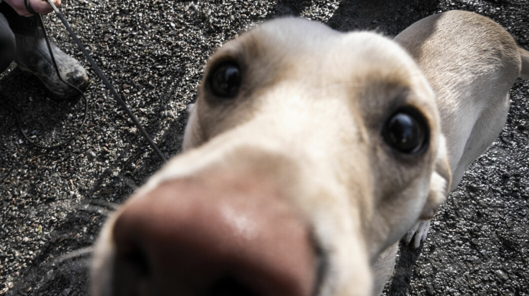 <strong>Djuränkling eller coronahund? Människans bästa vän är aktuell på två platser på nyordslistan 2021.</strong> En nyfiken hund nosar mot kameran.