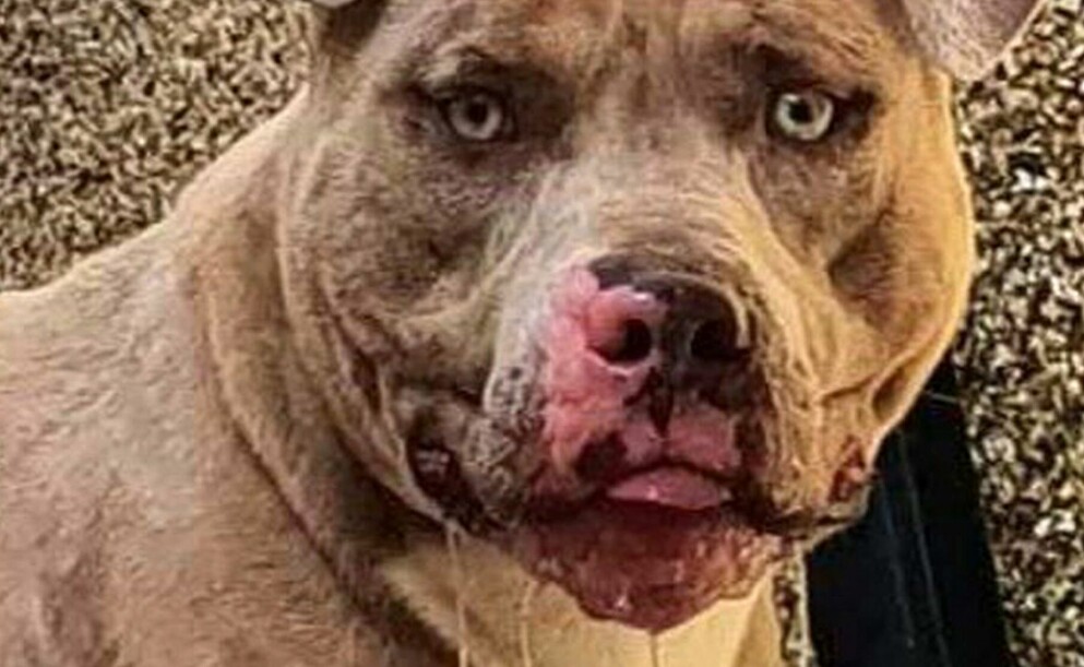 Hunden Beast