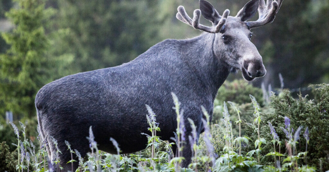 Sedan midnatt natten mot söndagen kan alla älgsugna åter följa djurens vandring i Kullaberg dygnet runt på SVT Play. Arkivbild. Årets älgvandringen är i gång