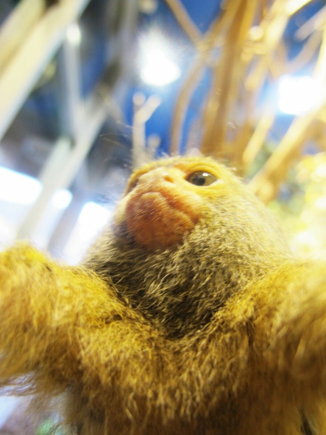 Dvärgsilkesapan tycker att han är snyggast underifrån. Foto: Dvärgsilkesapan seilkesapaselfie